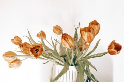 Close-up of wilted plant against white background