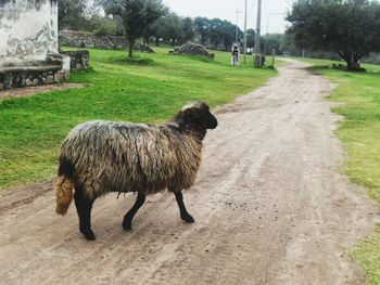 Sheep on field