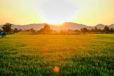 Scenic view of field against sky during sunset