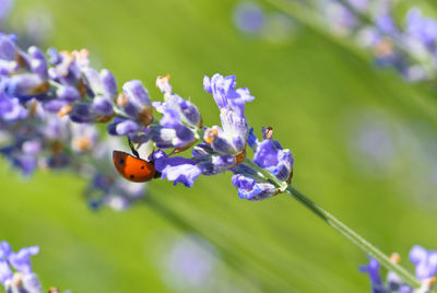 Close-up of insect on purple flowering plant