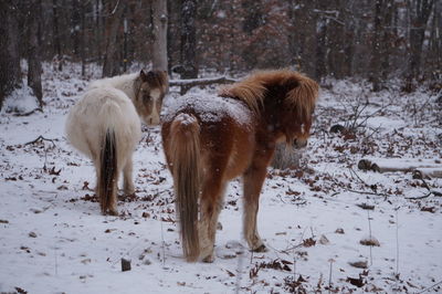 Horses in snow