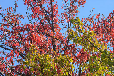 Low angle view of flowering plant against sky