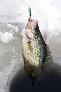 View of fish in ice