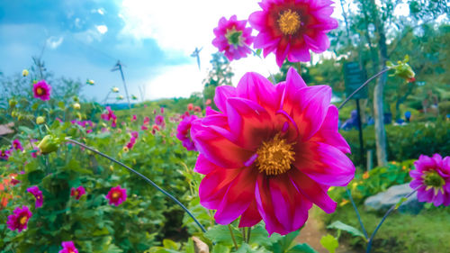 Close-up of pink flowering plants in garden