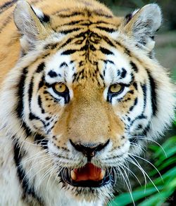 Close-up portrait of tiger