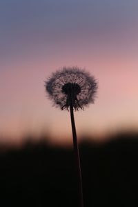 Close-up of dandelion against sky at sunset
