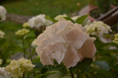 Close-up of white rose plant