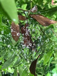 Close-up of insect on wet plant