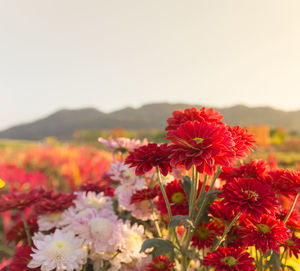 Close-up of red flowering plant