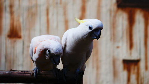 Close-up of two birds perching on wood