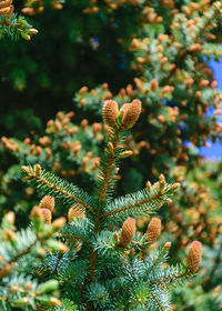 Bright spruce buds, young cones on a sky background, spruce flowers in spring