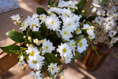 Close-up of white flowering plant