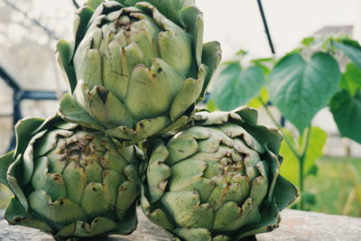 Close-up of artichoke on table in greenhouse