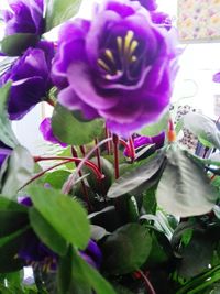 Close-up of purple flowers