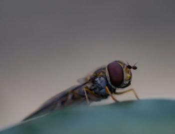 Close-up of housefly
