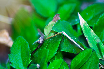 Close-up of insect on plant