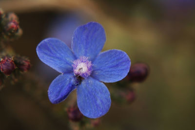 Close-up of purple flower
