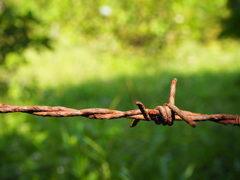Close-up of barbed wire