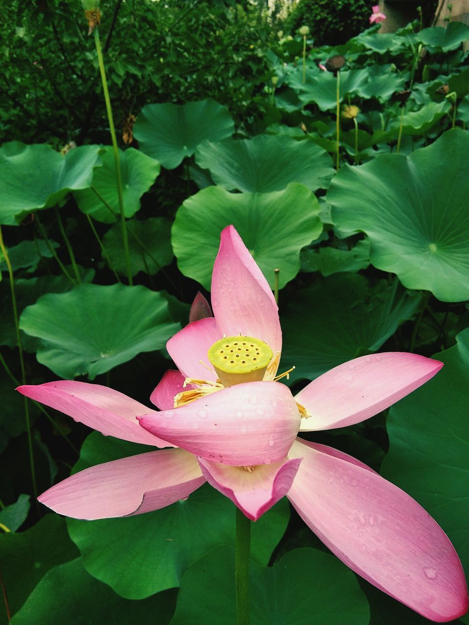 petal, flower, leaf, growth, beauty in nature, freshness, nature, fragility, pink color, flower head, plant, lotus water lily, green color, day, lotus, outdoors, blooming, no people, close-up