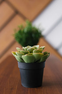 Artificial succulent in a black pot in the decor of the desktop in the office