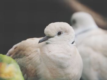 Close-up of bird perching outdoors