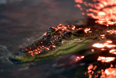 Close-up of crocodile swimming in lake