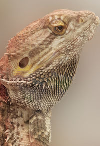 Close-up of bearded dragon