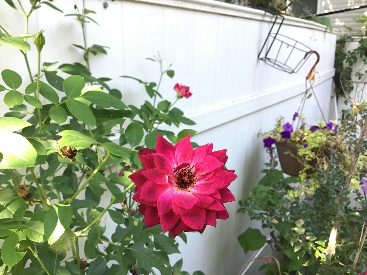 CLOSE-UP OF PINK ROSE FLOWER