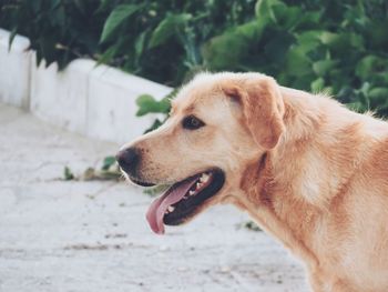 Close-up of dog