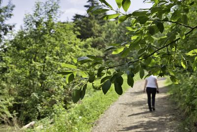 Rear view of man walking on footpath amidst trees