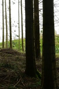 Trees in forest