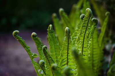 Close-up of plant