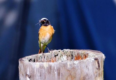 Close-up of bird perching outdoors