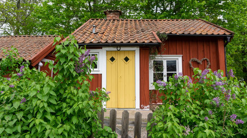 Exterior of house and plants by building