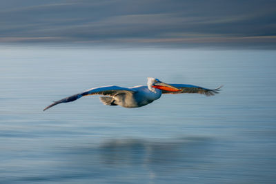 Bird flying over lake