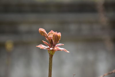 Close-up of flowering plant