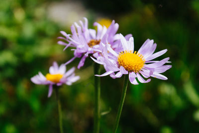 Close-up of purple flowers blooming outdoors