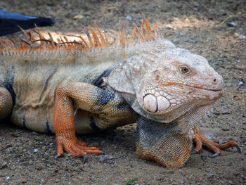 High angle view of iguana lizard