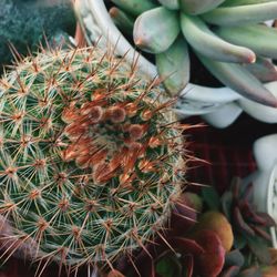 Close-up of cactus