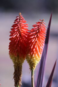 Close-up of red flowers against sky