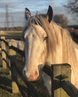 Close-up of horse against sky