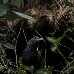 Close-up of bird perching on plant