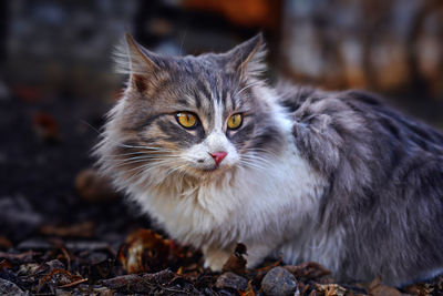 Close-up portrait of cat on field