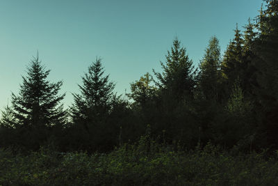 Low angle view of trees against sky