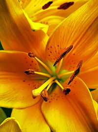 Close-up of yellow lily