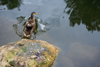 High angle view of duck swimming on rock