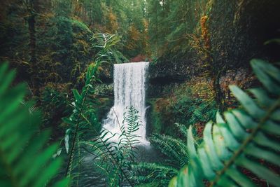 Plants and trees in forest