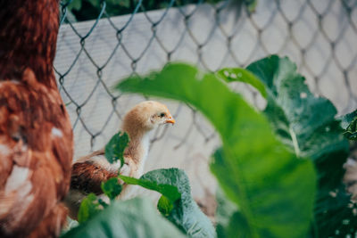 Close-up of a bird