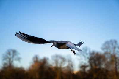 Low angle view of bird flying