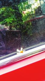 Close-up of red car on window